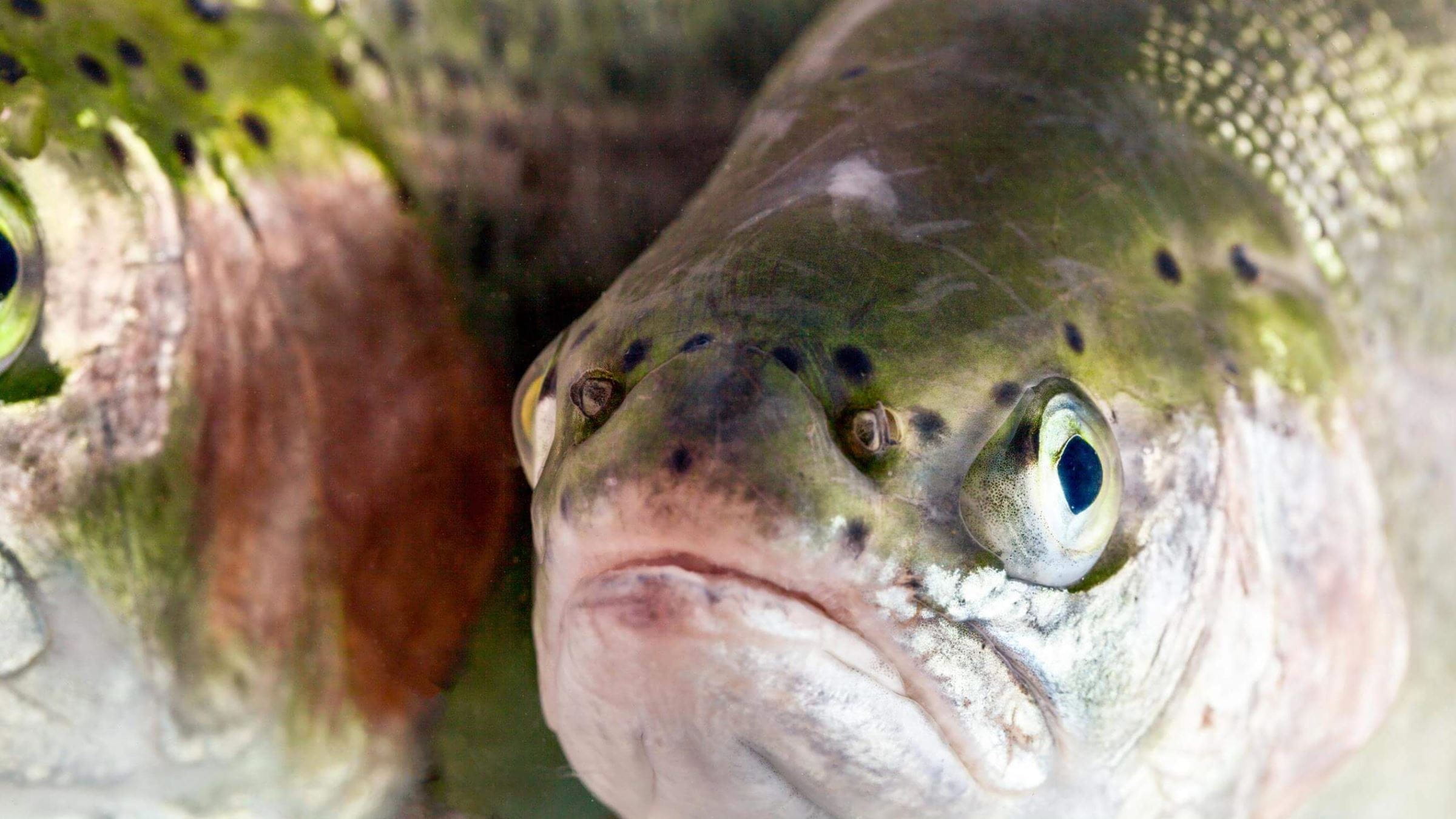 Close-up of salmon