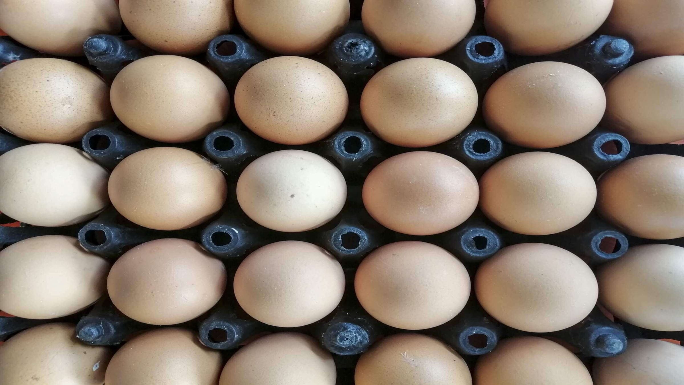 închiderea ouălor într-o cutie