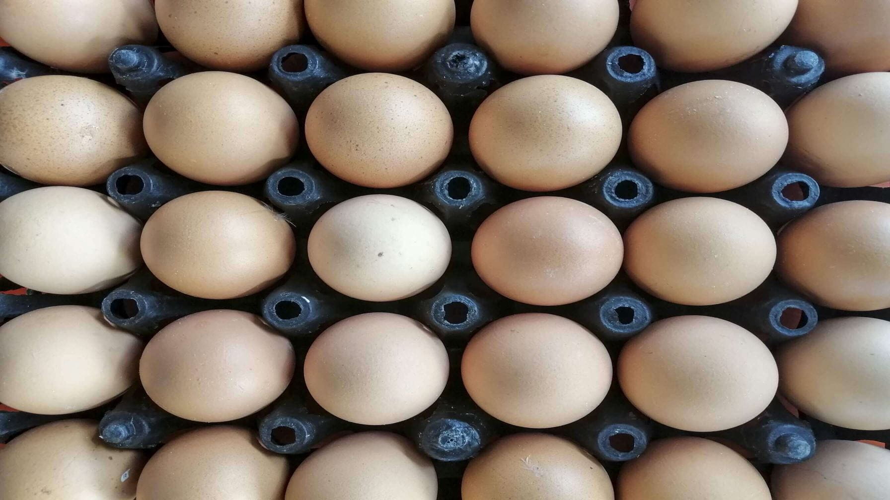 Stroom leveren op een afgelegen locatie voor een eierproducent