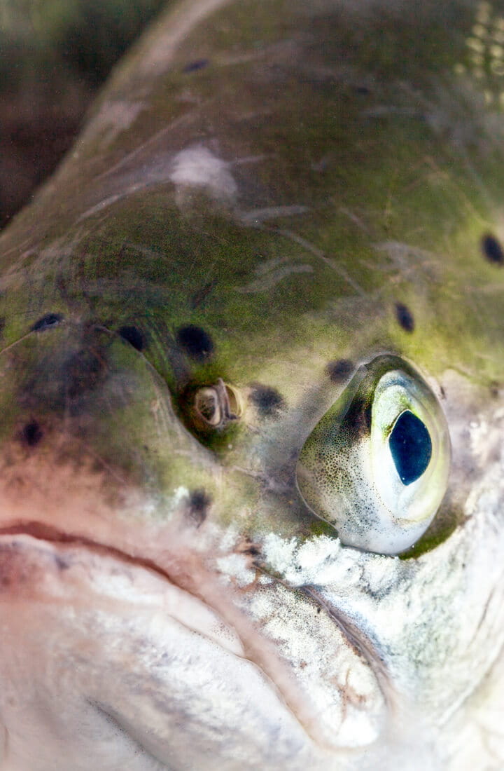 Face of salmon in water