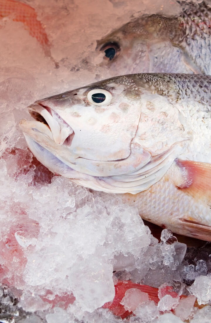Fresh fish on ice
