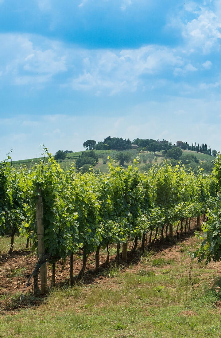 grapevine in field