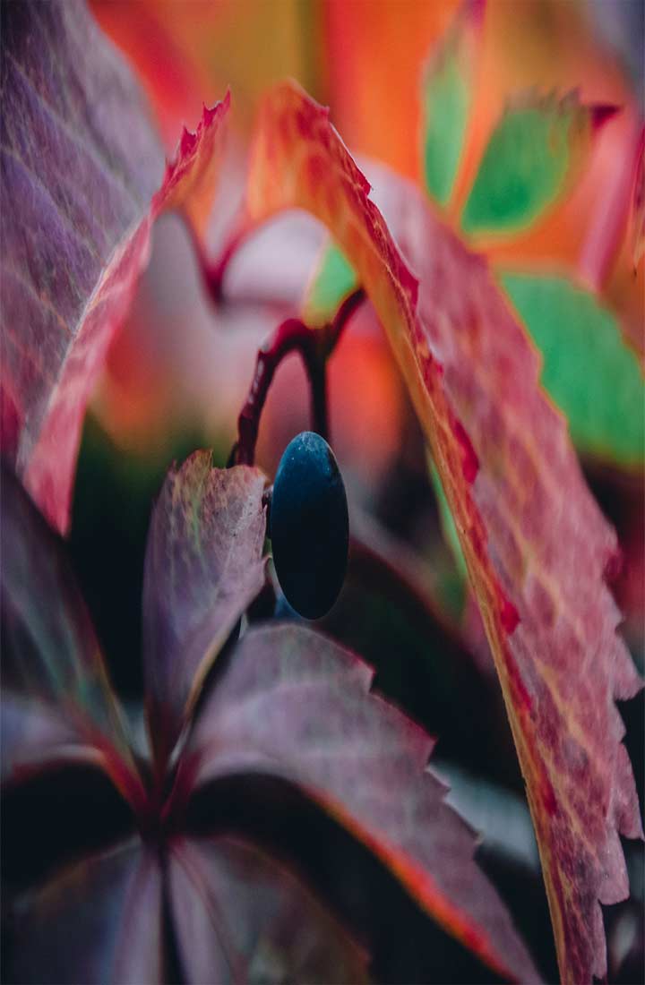 crimson, purple and scarlet leaves gathered on stem around a solitary dark berry